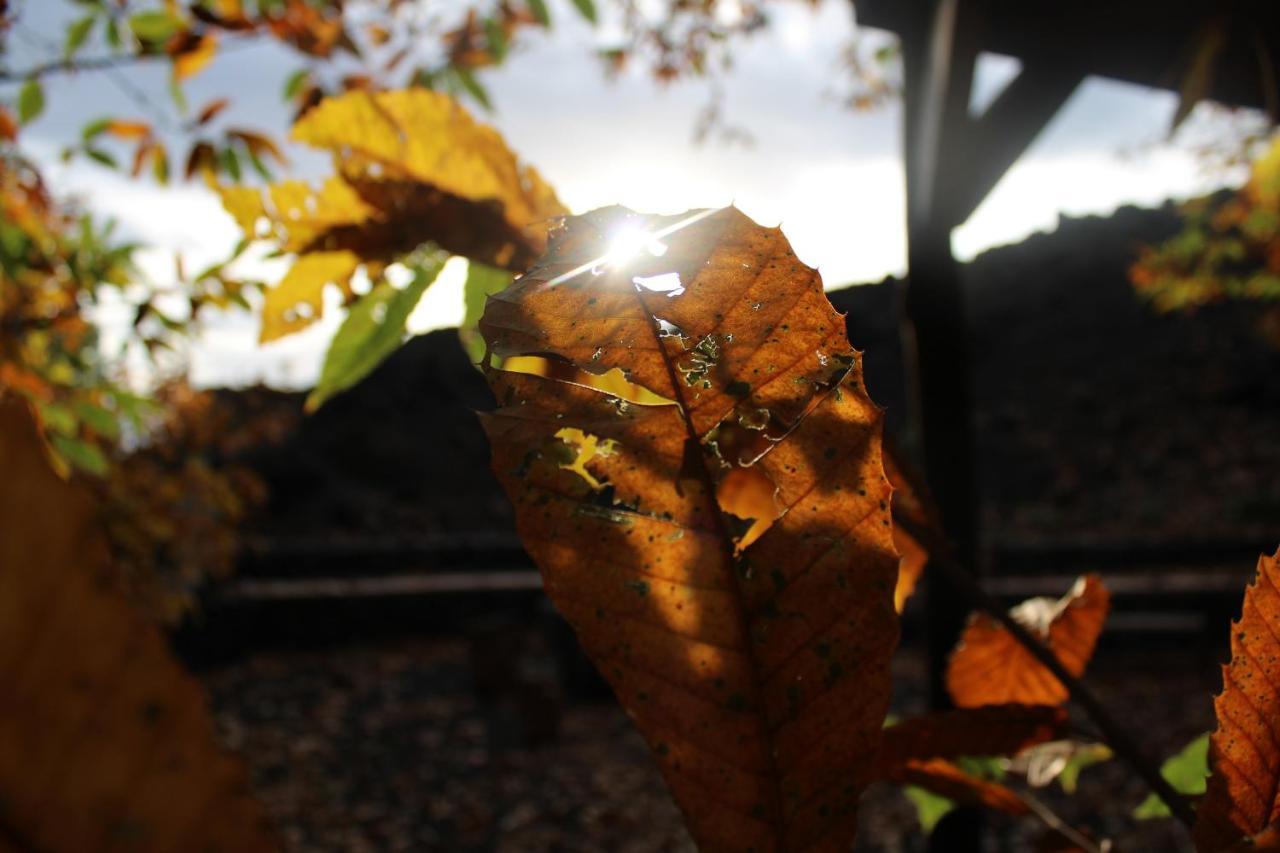 Matilde'S Chalet Etna Nature House ニコロージ エクステリア 写真